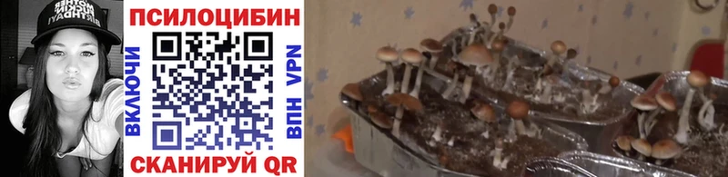 Галлюциногенные грибы мицелий  Бахчисарай 